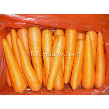 carottes fraîches de la province du Shandong